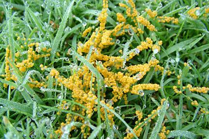 Yellow Slime Mould